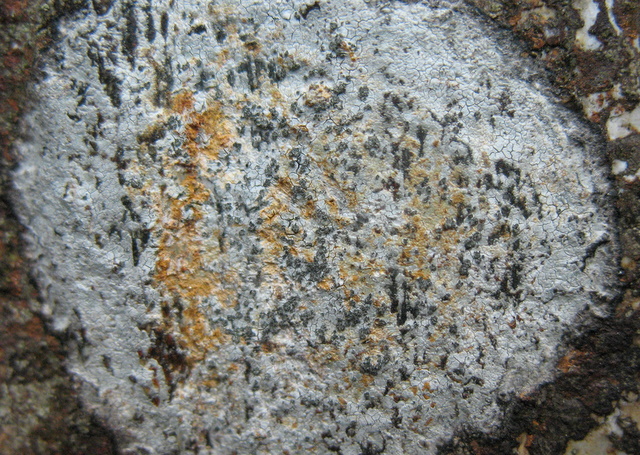 Una Riserva forestiera pi� settentrionale